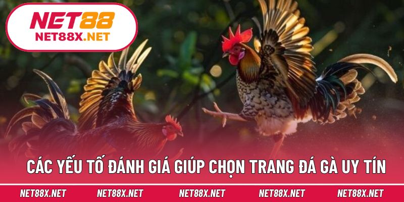 Các yếu tố đánh giá giúp chọn trang đá gà uy tín