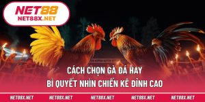 Cách Chọn Gà Đá Hay – Bí Quyết Nhìn Chiến Kê Đỉnh Cao