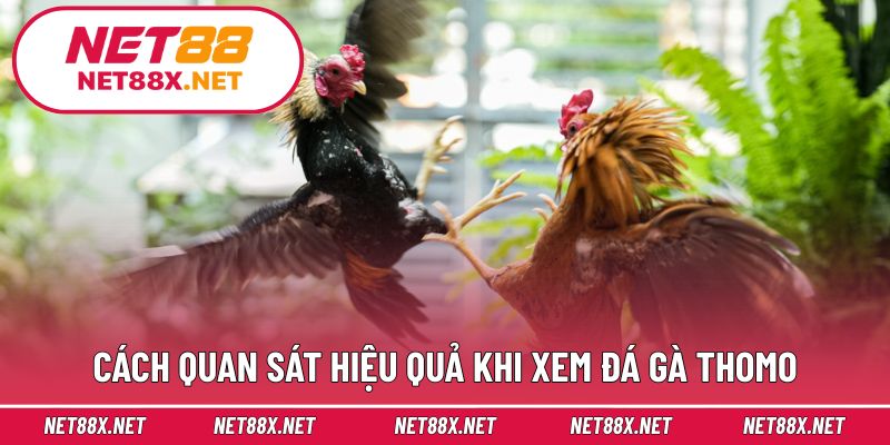 Cách quan sát hiệu quả khi xem đá gà Thomo