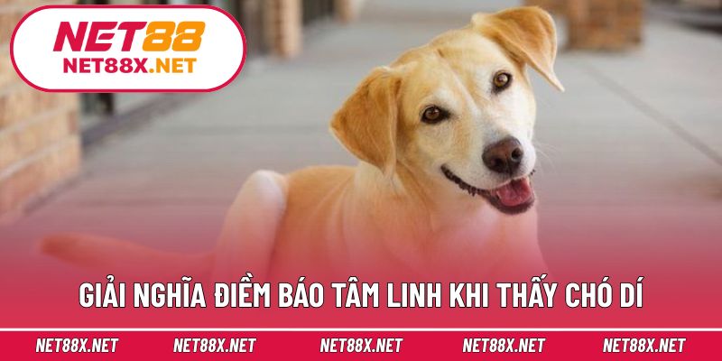 Giải nghĩa điềm báo tâm linh khi thấy chó dí