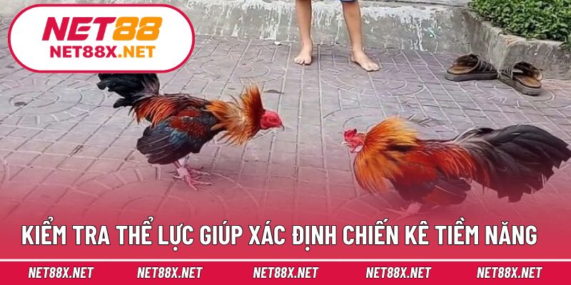 Kiểm tra thể lực giúp xác định chiến kê tiềm năng