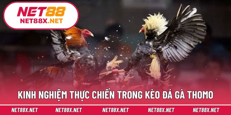 Kinh nghiệm thực chiến trong kèo đá gà Thomo