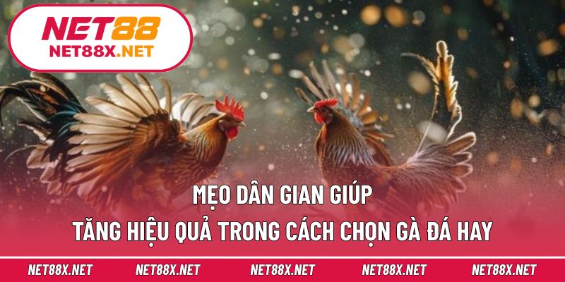 Mẹo dân gian giúp tăng hiệu quả trong cách chọn gà đá hay
