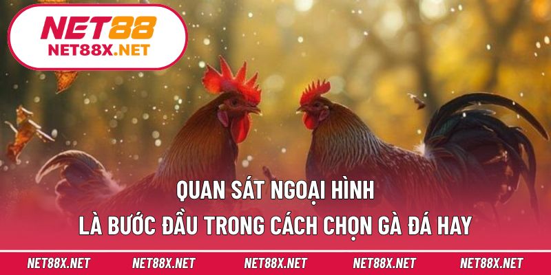 Quan sát ngoại hình là bước đầu trong cách chọn gà đá hay