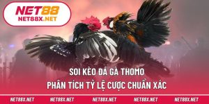 Soi Kèo Đá Gà Thomo – Phân Tích Tỷ Lệ Cược Chuẩn Xác