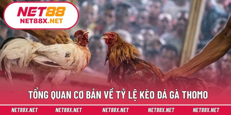 Tổng quan cơ bản về tỷ lệ kèo đá gà Thomo